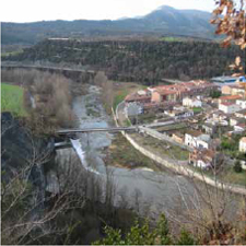 Bisaura